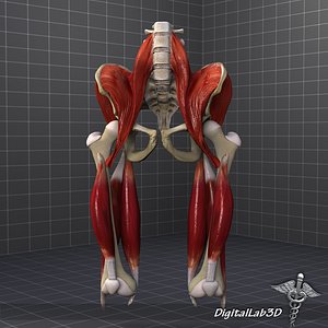 Pelvis Muscular Group