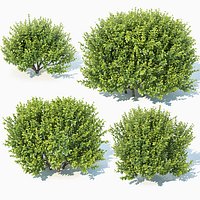 Buxus Sempervirens #11