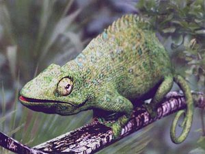 lightwave chameleon lizard