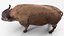 American Bison Bull