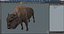 American Bison Bull