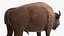 American Bison Bull