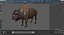 American Bison Bull