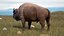 American Bison Bull