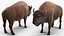 American Bison Bull