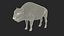 American Bison Bull