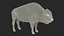 American Bison Bull