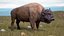 American Bison Bull
