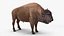 American Bison Bull