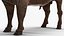 American Bison Bull