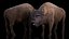 American Bison Bull