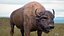 American Bison Bull