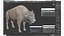 American Bison Bull