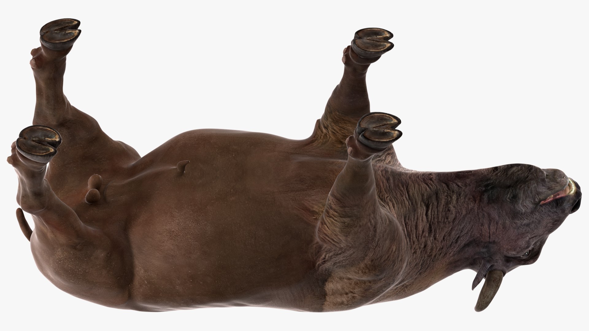 3D American Bison Bull https://p.turbosquid.com/ts-thumb/gO/6r8sKt/lq/americanbisonbull3dmodel012/jpg/1696368450/1920x1080/fit_q87/4b4478ff276bfec4d70a4b866c551ecac299a179/americanbisonbull3dmodel012.jpg