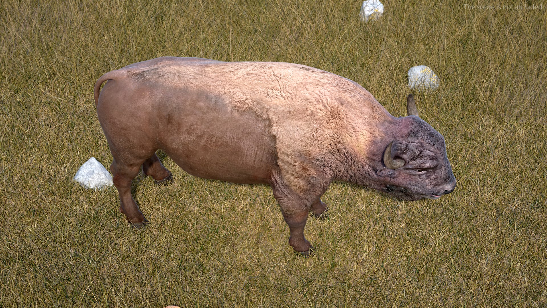 3D American Bison Bull https://p.turbosquid.com/ts-thumb/gO/6r8sKt/m1/americanbisonbull3dmodel004/jpg/1696368414/1920x1080/fit_q87/967f8ec086cf457b5056bc2a217b9fcb159eb4ab/americanbisonbull3dmodel004.jpg