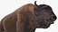 American Bison Bull