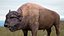 American Bison Bull