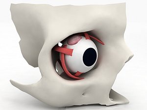 3D 3D Eye With Anatomical Cross-Section model