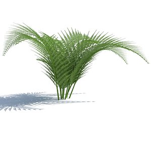 3D fern wind