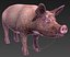 Cerdo