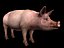 Cerdo