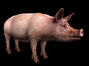 Pig