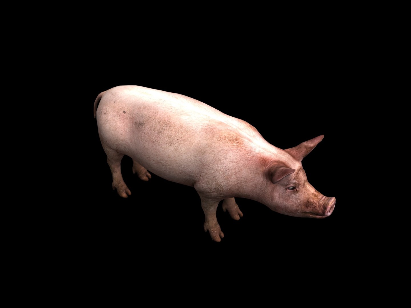 pig 3D https://p.turbosquid.com/ts-thumb/gO/AwEhgd/ZsvZTOPT/2/jpg/1606375640/1920x1080/fit_q87/05b33d771a78f40ddf1913e5dfd04933d70e642c/2.jpg