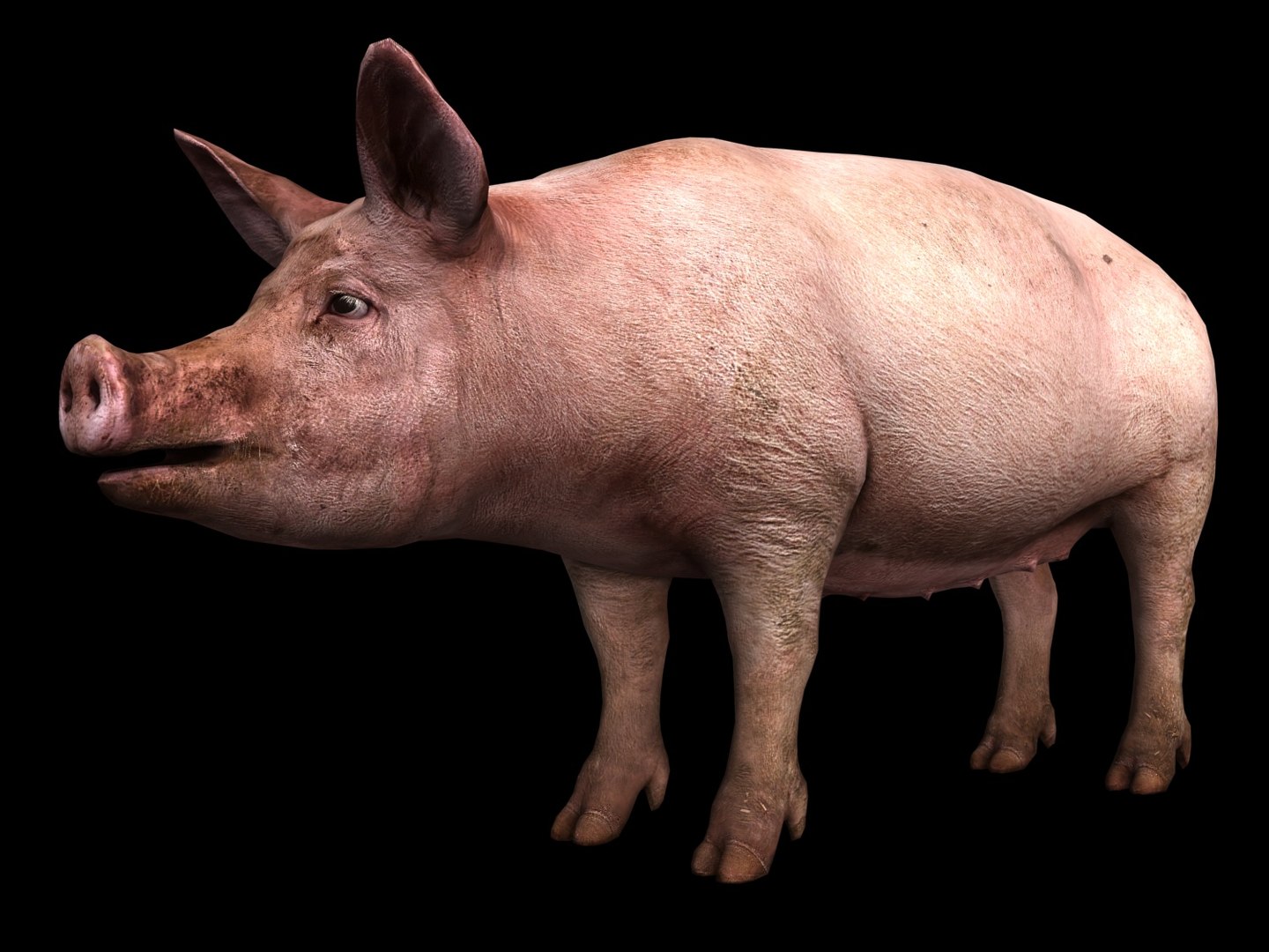 pig 3D https://p.turbosquid.com/ts-thumb/gO/AwEhgd/vXRVIgNG/4/jpg/1606375635/1920x1080/fit_q87/23cbf981af1d119aaaa8bdffcedd55d52c30bc3f/4.jpg