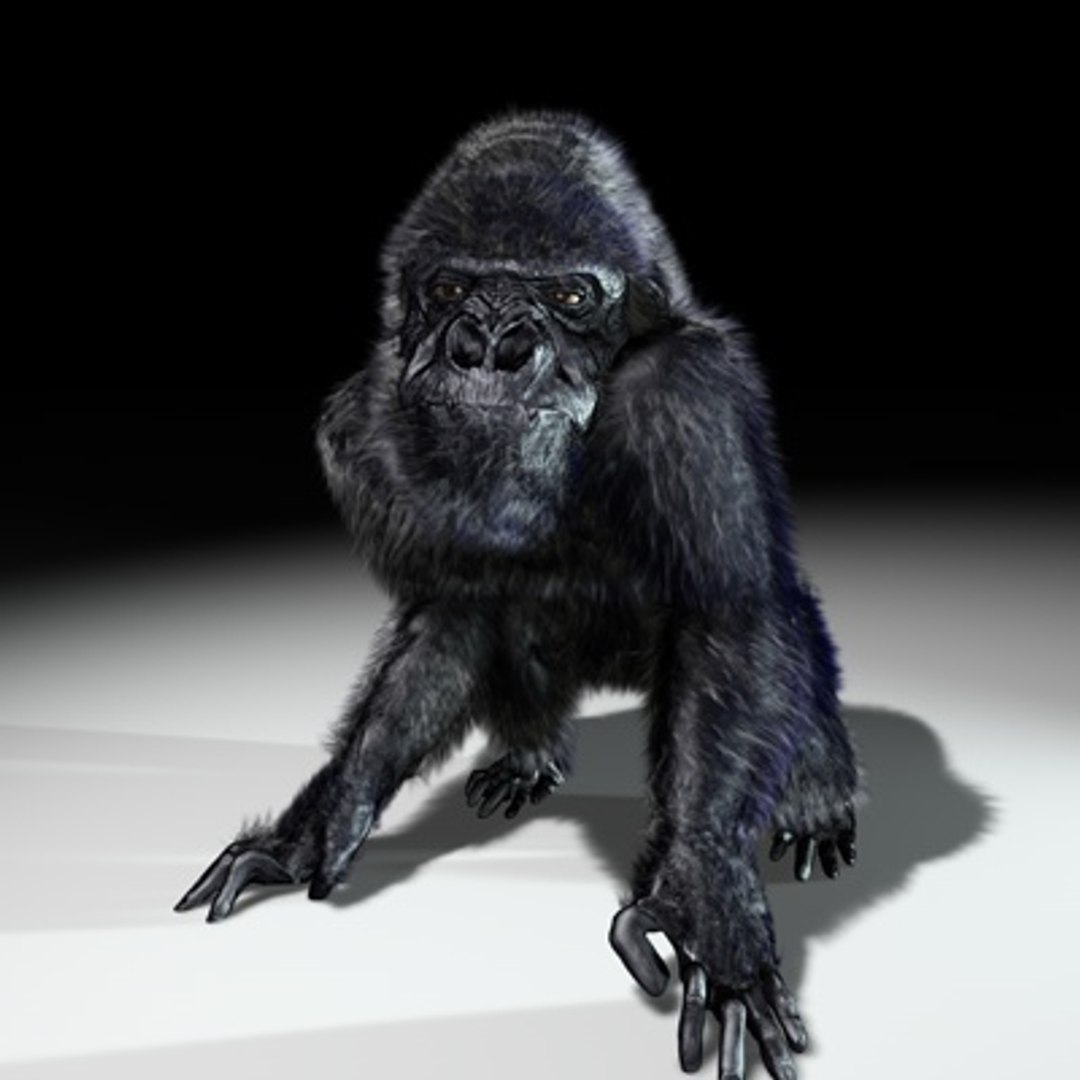 Monkey Rigged Haired 3d Model