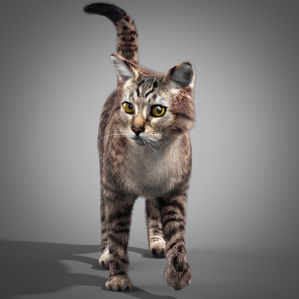 3d model cat fur