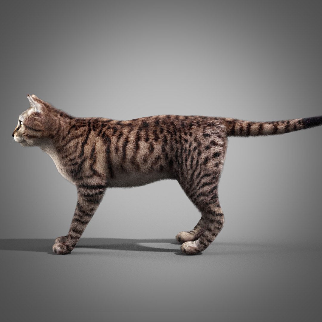 3d model cat fur