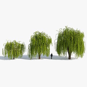 3D Weeping Willow Trees model