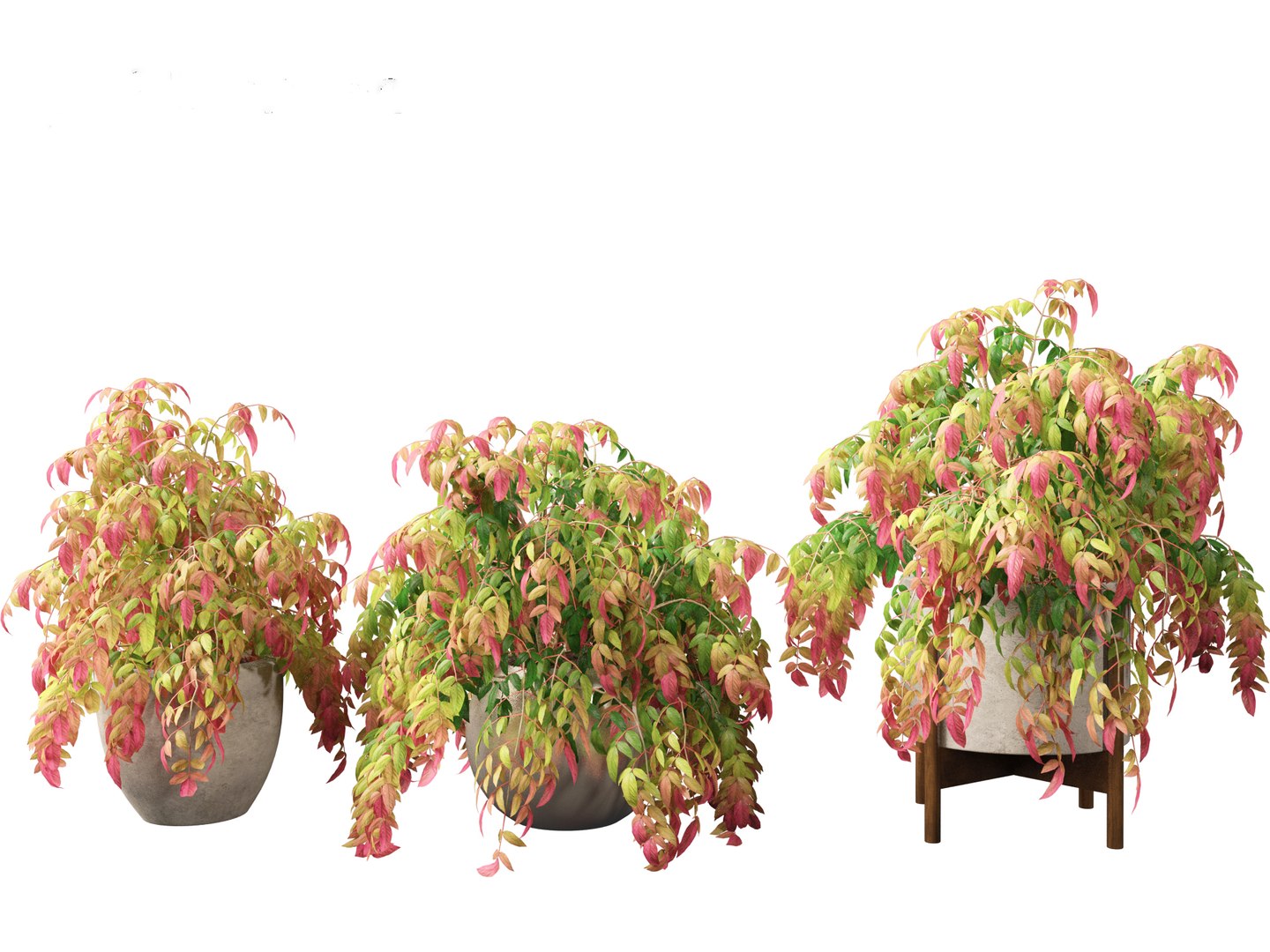3D Nandina pygmaea - Dwarf sacred bamboo 02 https://p.turbosquid.com/ts-thumb/gO/FrbNQA/TF/nandinapygmaea025/jpg/1693653436/1920x1080/fit_q87/2e56d13eb0a5c03a3af51cbf1602d0c8cf696224/nandinapygmaea025.jpg