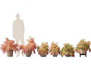 3D Nandina pygmaea - Dwarf sacred bamboo 02