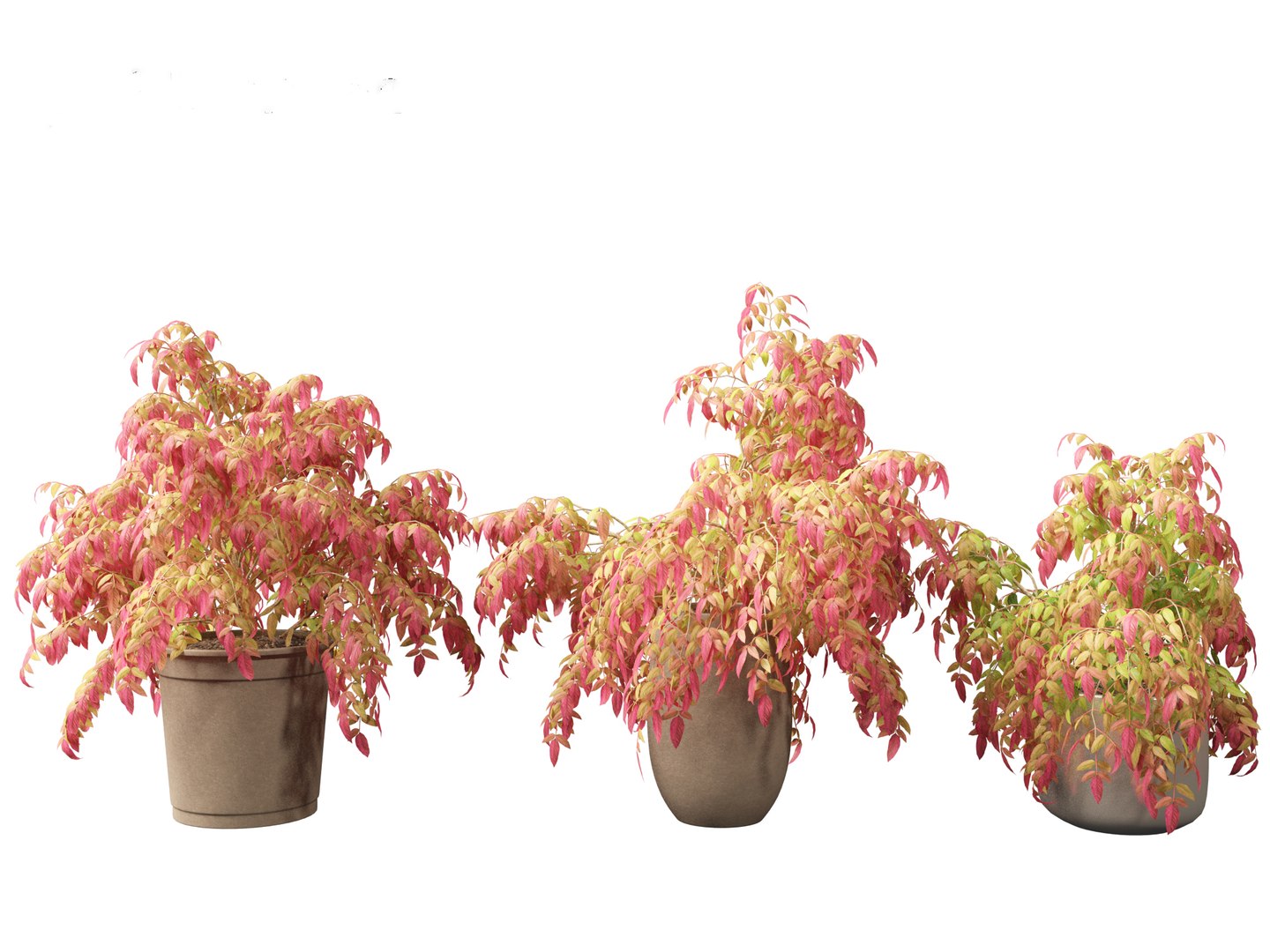 3D Nandina pygmaea - Dwarf sacred bamboo 02 https://p.turbosquid.com/ts-thumb/gO/FrbNQA/j8/nandinapygmaea023/jpg/1693653427/1920x1080/fit_q87/9dab6e3f9e4de76f5c65f6eec56ea032b66abae4/nandinapygmaea023.jpg