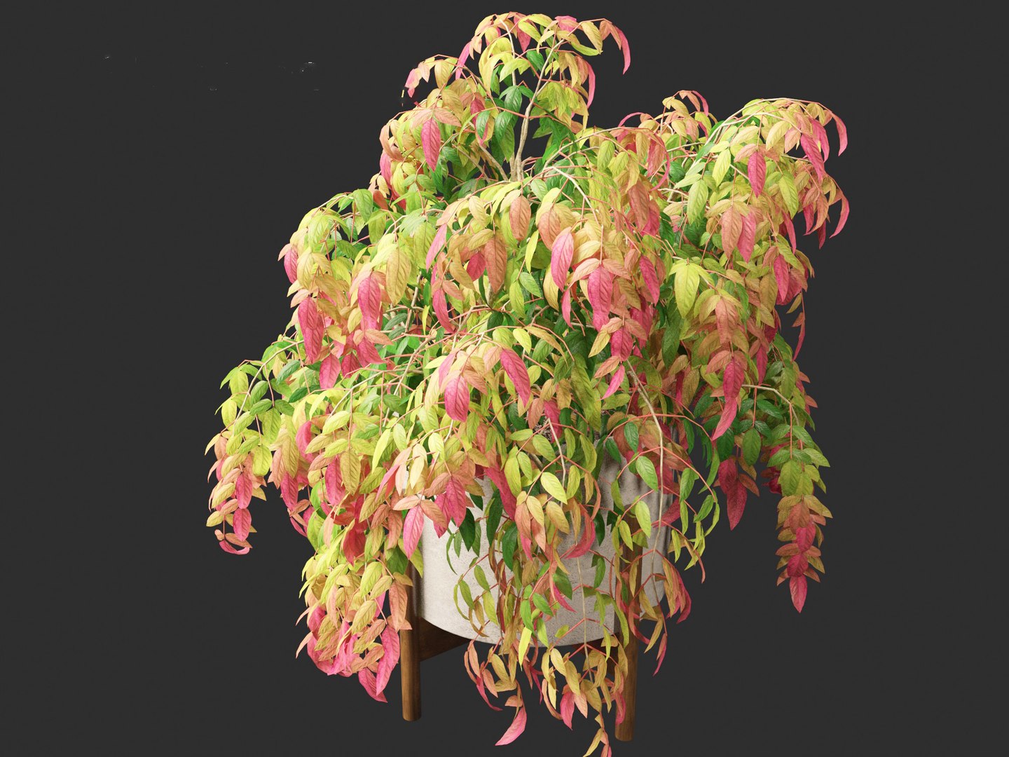 3D Nandina pygmaea - Dwarf sacred bamboo 02 https://p.turbosquid.com/ts-thumb/gO/FrbNQA/ph/nandinapygmaea028/jpg/1693653439/1920x1080/fit_q87/e2bb791537454a9490ea4d193e3b47346cac9858/nandinapygmaea028.jpg