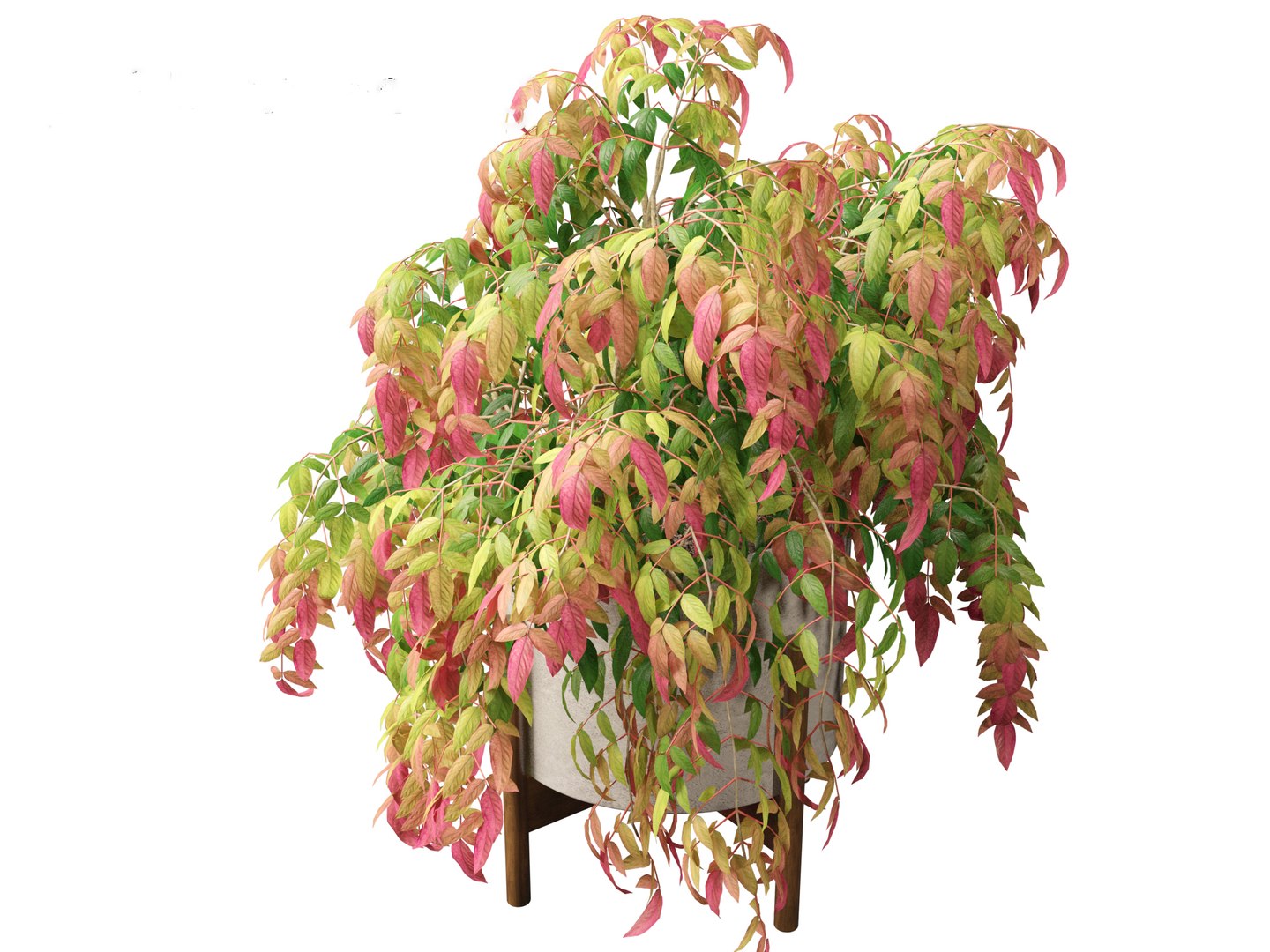 3D Nandina pygmaea - Dwarf sacred bamboo 02 https://p.turbosquid.com/ts-thumb/gO/FrbNQA/tA/nandinapygmaea027/jpg/1693653444/1920x1080/fit_q87/824e8f1822f2bb09cf8772140c17010e29ea7cc0/nandinapygmaea027.jpg