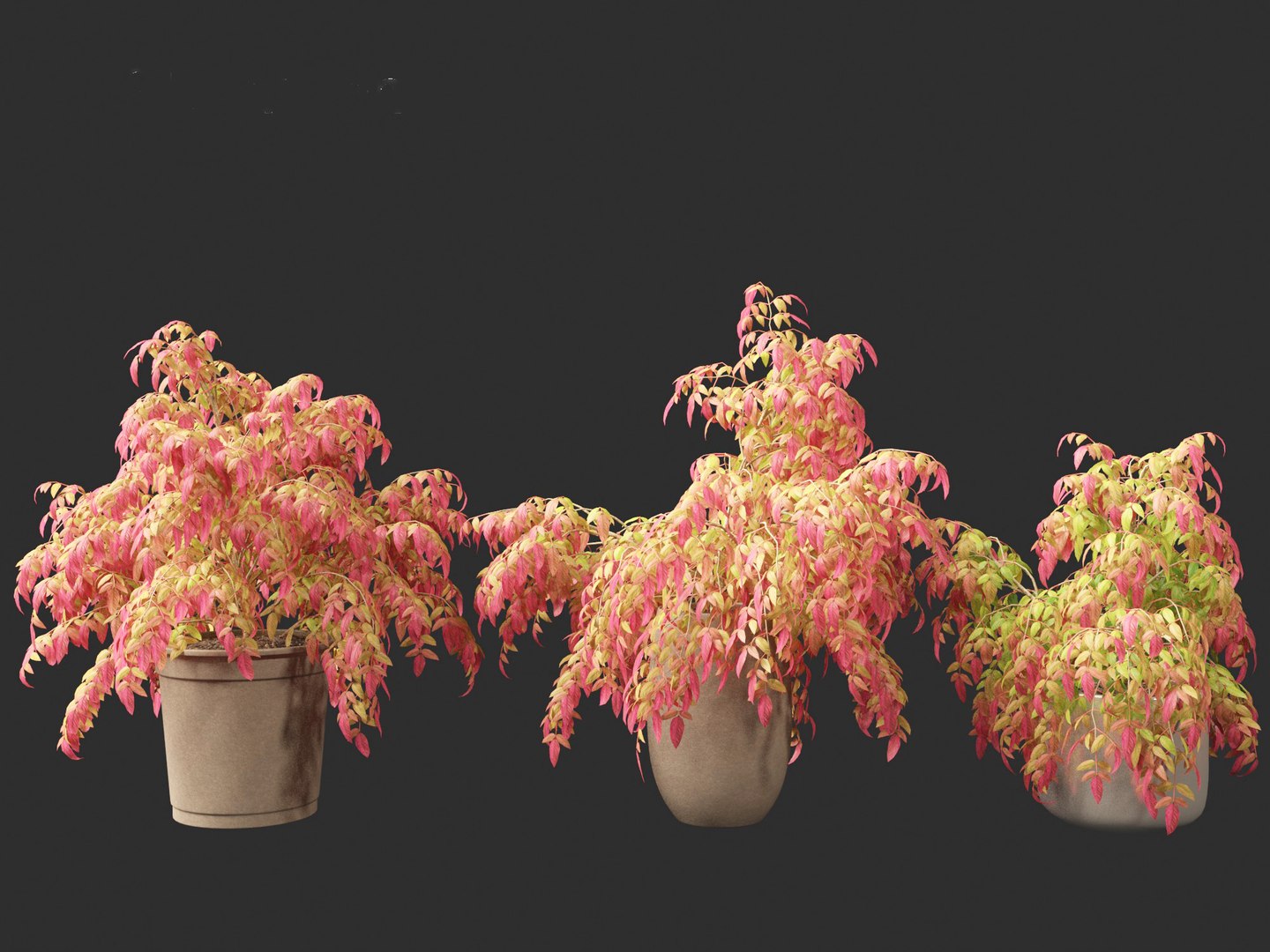 3D Nandina pygmaea - Dwarf sacred bamboo 02 https://p.turbosquid.com/ts-thumb/gO/FrbNQA/xT/nandinapygmaea024/jpg/1693653431/1920x1080/fit_q87/57ef774f13b7e8e3eaa75dfdf5439da7de1f6cd9/nandinapygmaea024.jpg