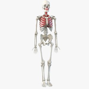 human male skeleton respiratory 3D