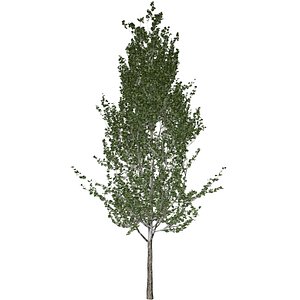 3D Lombardy Poplar Tree - 04 -