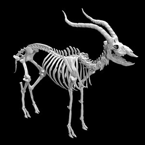 3D Antelope skeleton