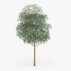 Yellow Birch Tree 14.2m