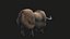 yak animato