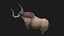 yak animato