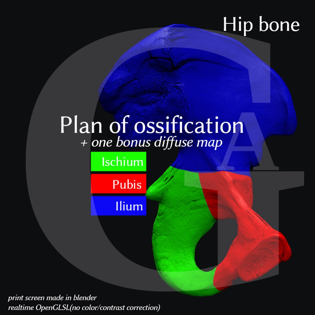 Pelvis Male 3d Model