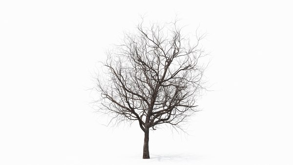 3d Winter Cherry Tree Model Turbosquid