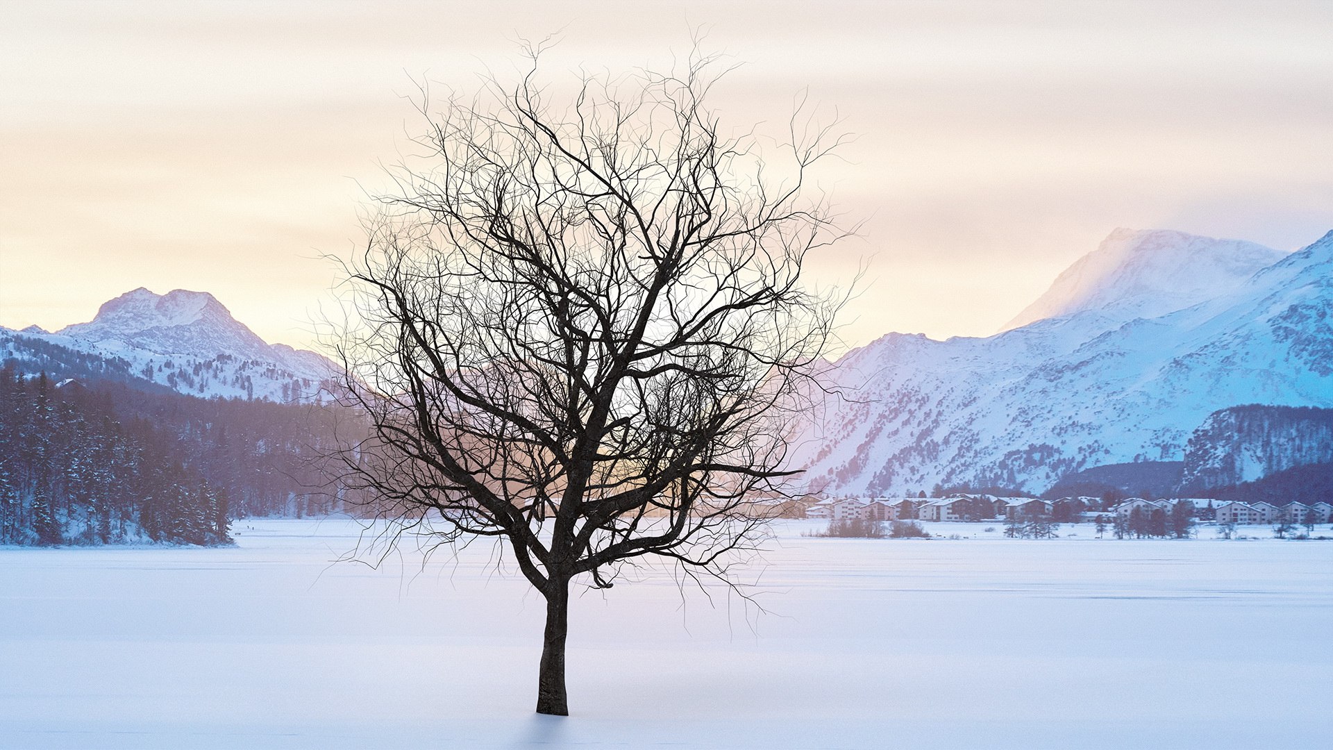 Winter Cherry Tree 3D model preview