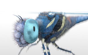 Dragonfly Insect Rigged