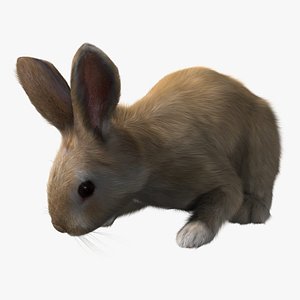 rabbit cream rigged fur 3d model