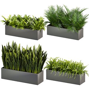 plant vol 716 - indoor - sansveria - fern - monstera - palm